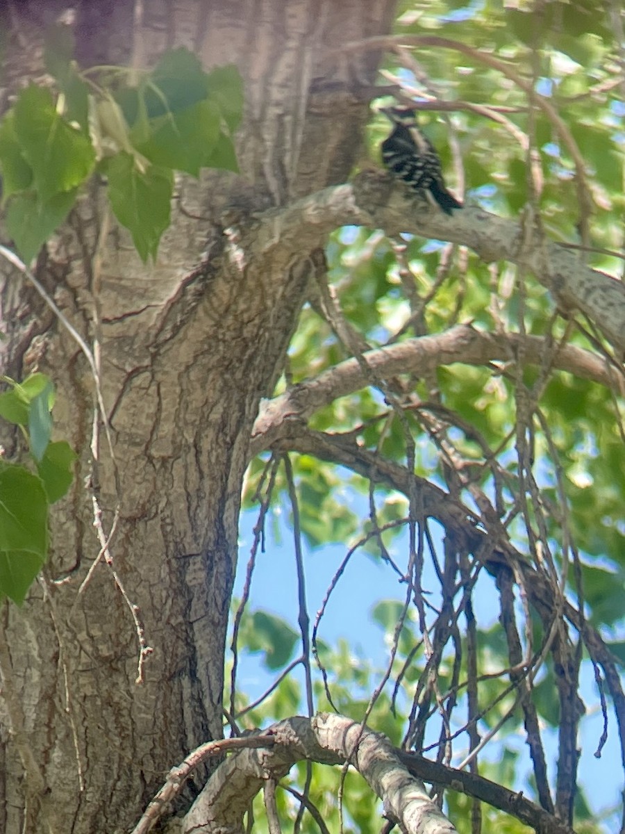 Downy Woodpecker - ML620750510