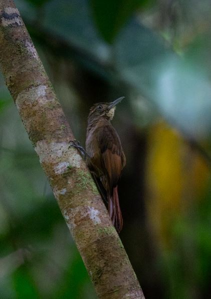 Tawny-winged Woodcreeper - ML620750511