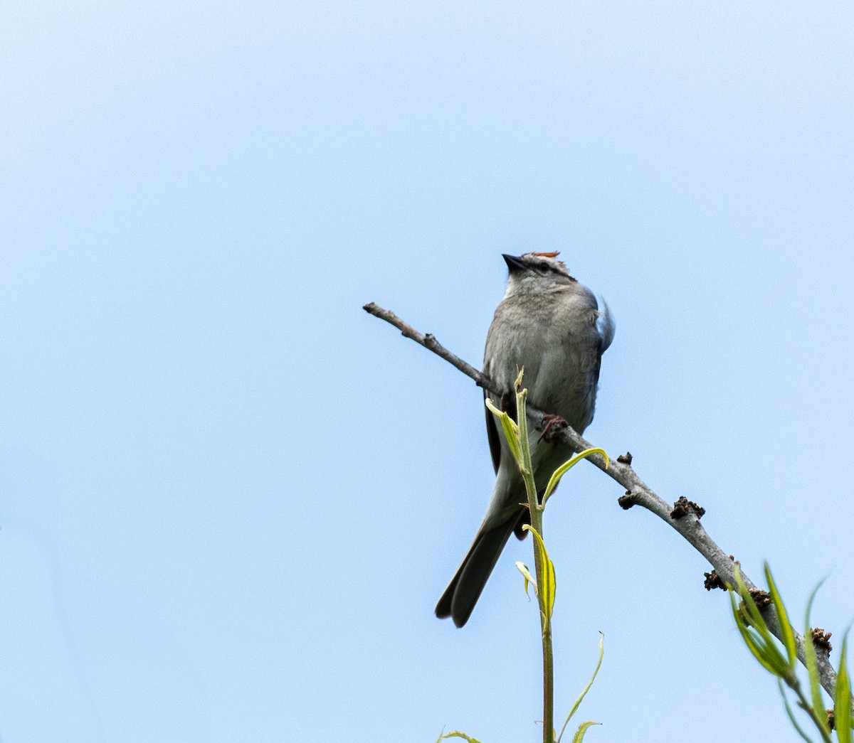 Chipping Sparrow - ML620750514