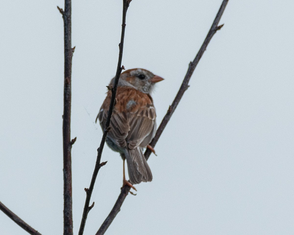 Field Sparrow - ML620750517