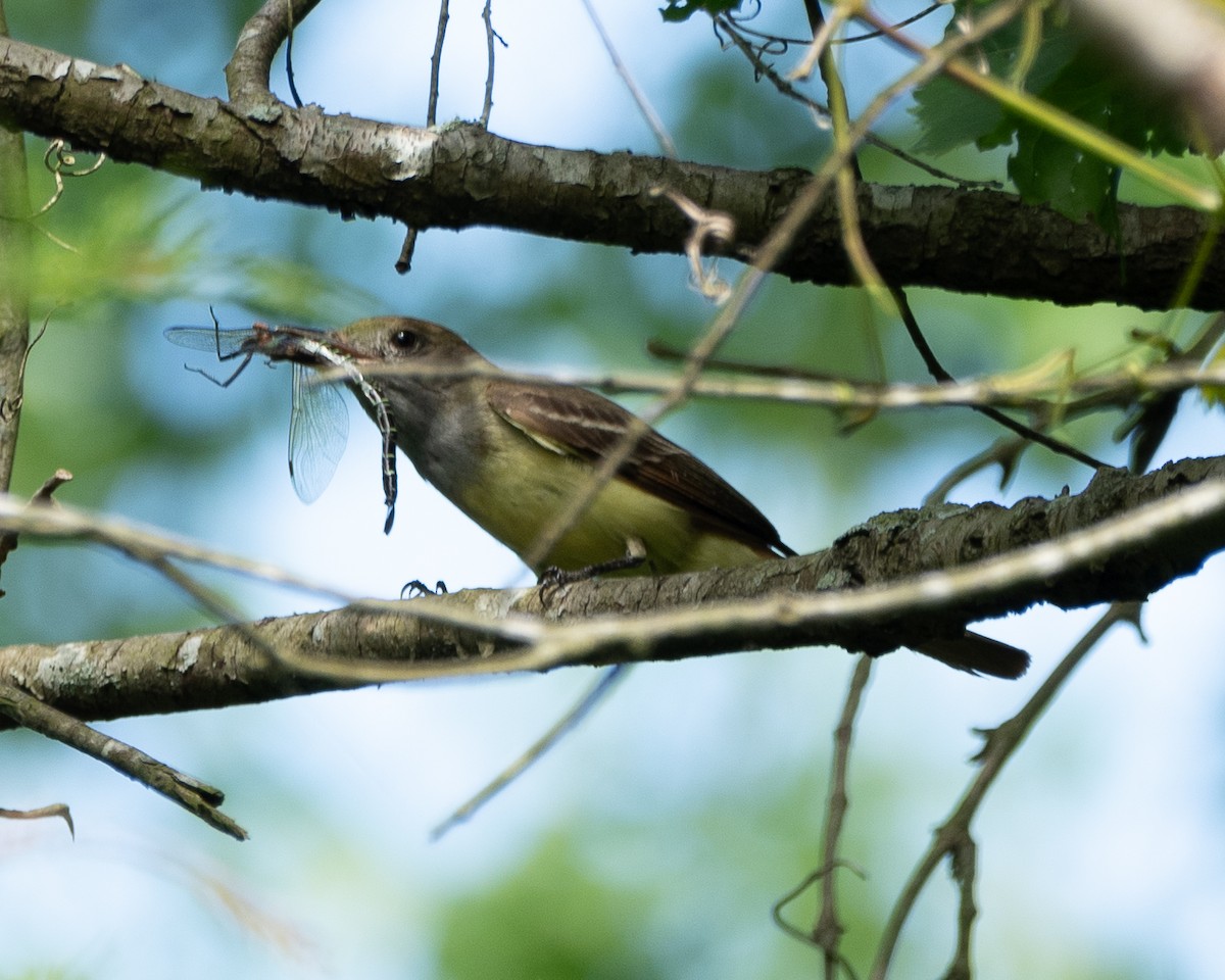 Common Yellowthroat - ML620750523