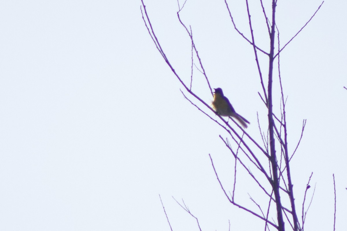 Yellow-breasted Chat - ML620750557