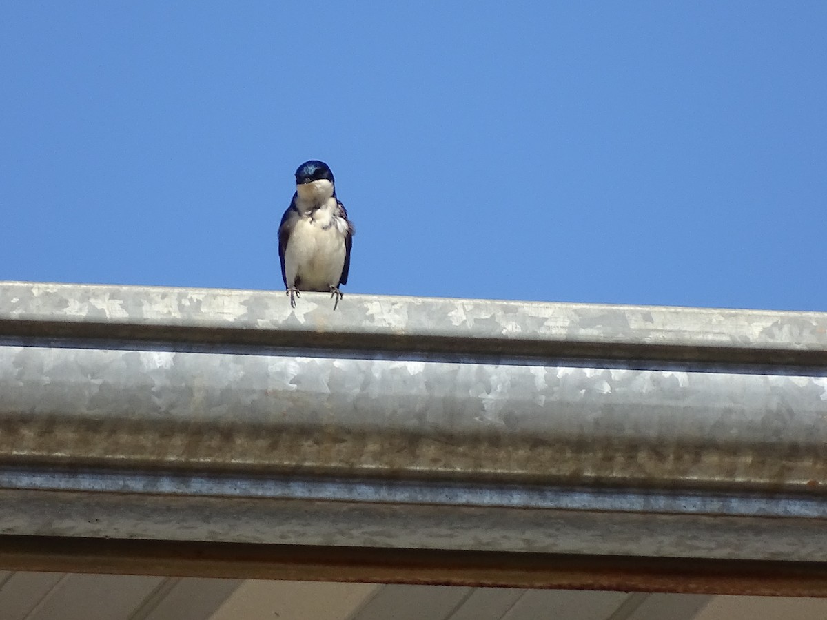 Blue-and-white Swallow - Regina Santini