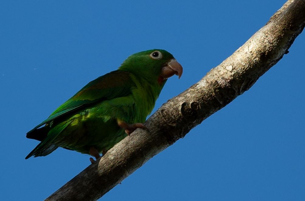 Orange-chinned Parakeet - ML620750572