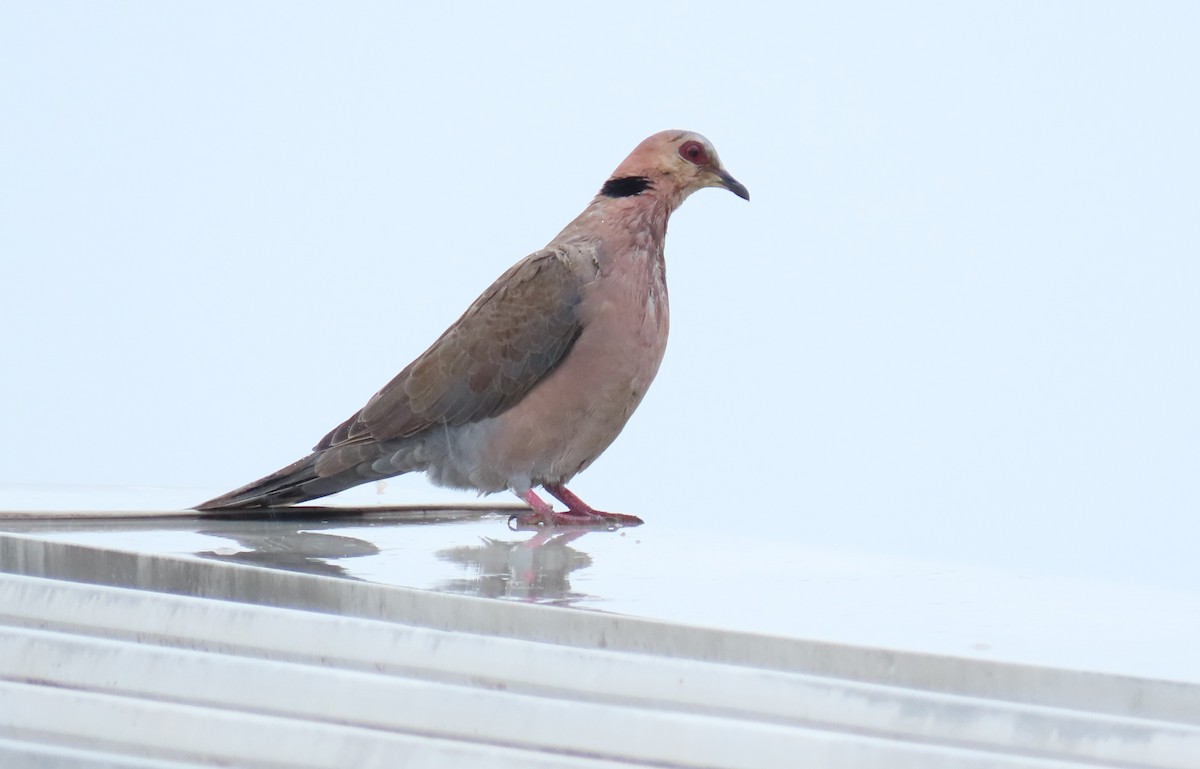 Red-eyed Dove - ML620750578