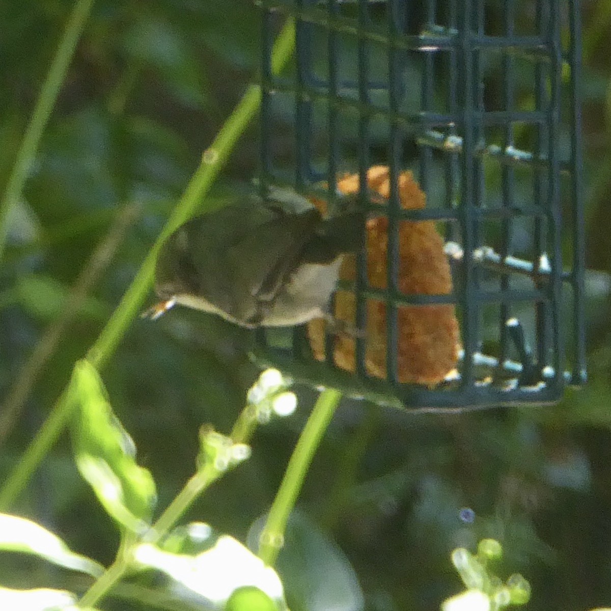 Pygmy Nuthatch - ML620750581