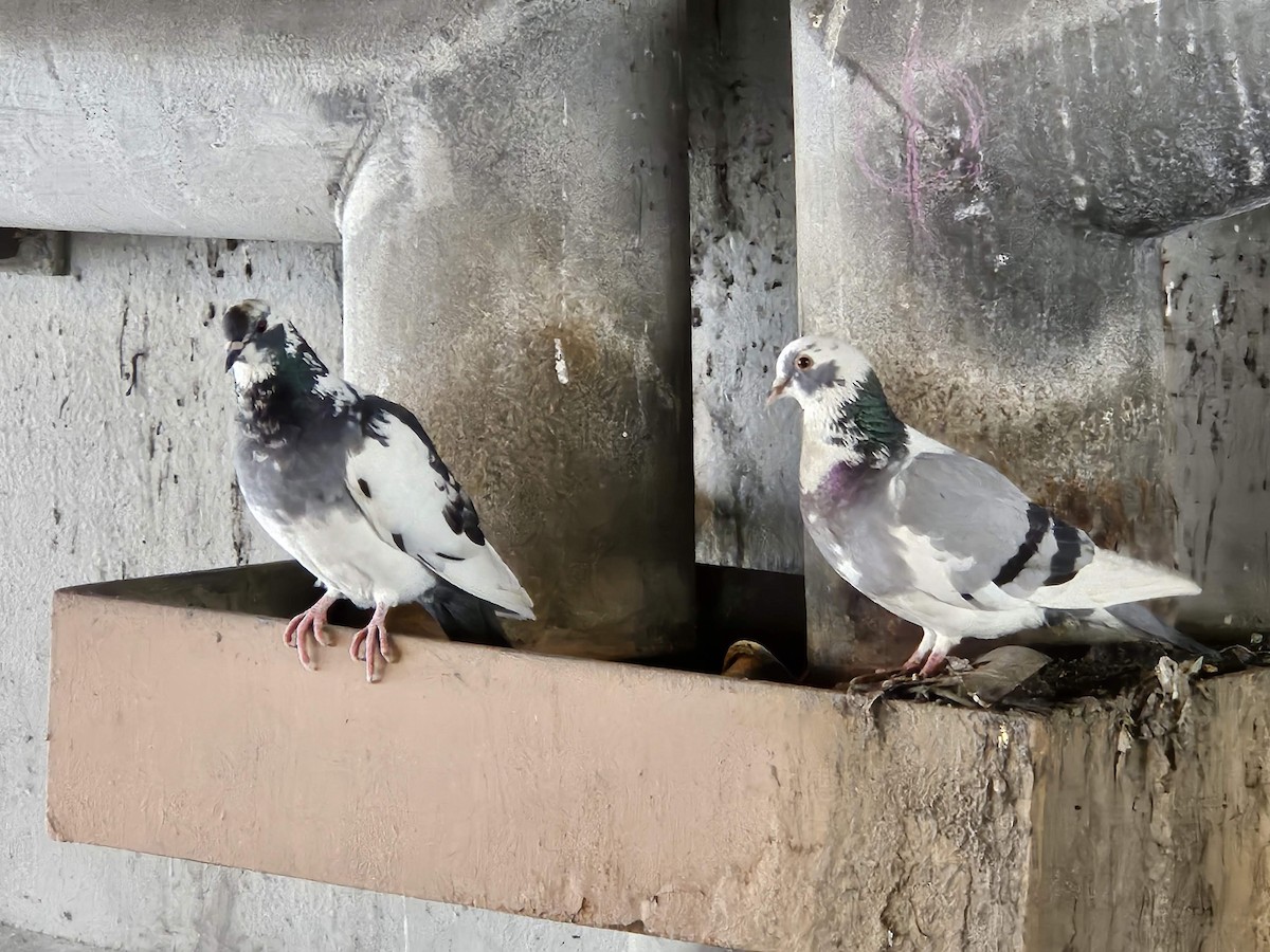 Rock Pigeon (Feral Pigeon) - ML620750590