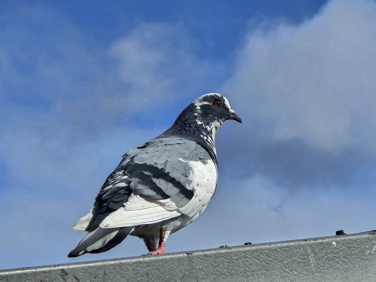 Pigeon biset (forme domestique) - ML620750591