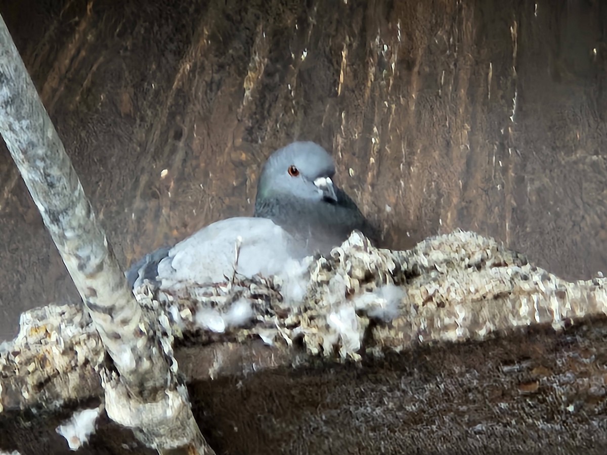 Rock Pigeon (Feral Pigeon) - ML620750592