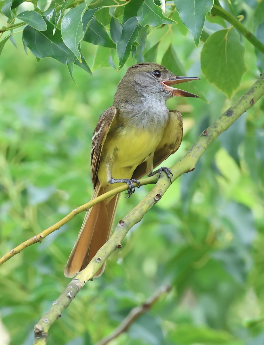 Great Crested Flycatcher - ML620750594