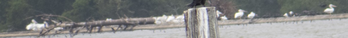 pelikán severoamerický - ML620750602