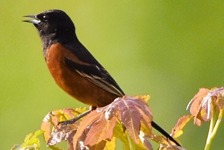 Orchard Oriole - ML620750605
