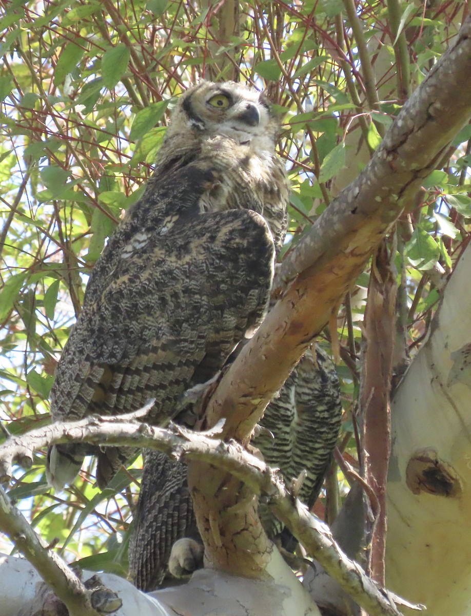 Great Horned Owl - ML620750610