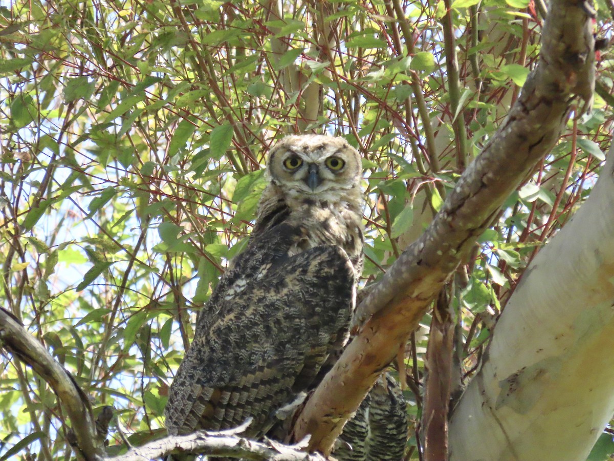 Great Horned Owl - ML620750611