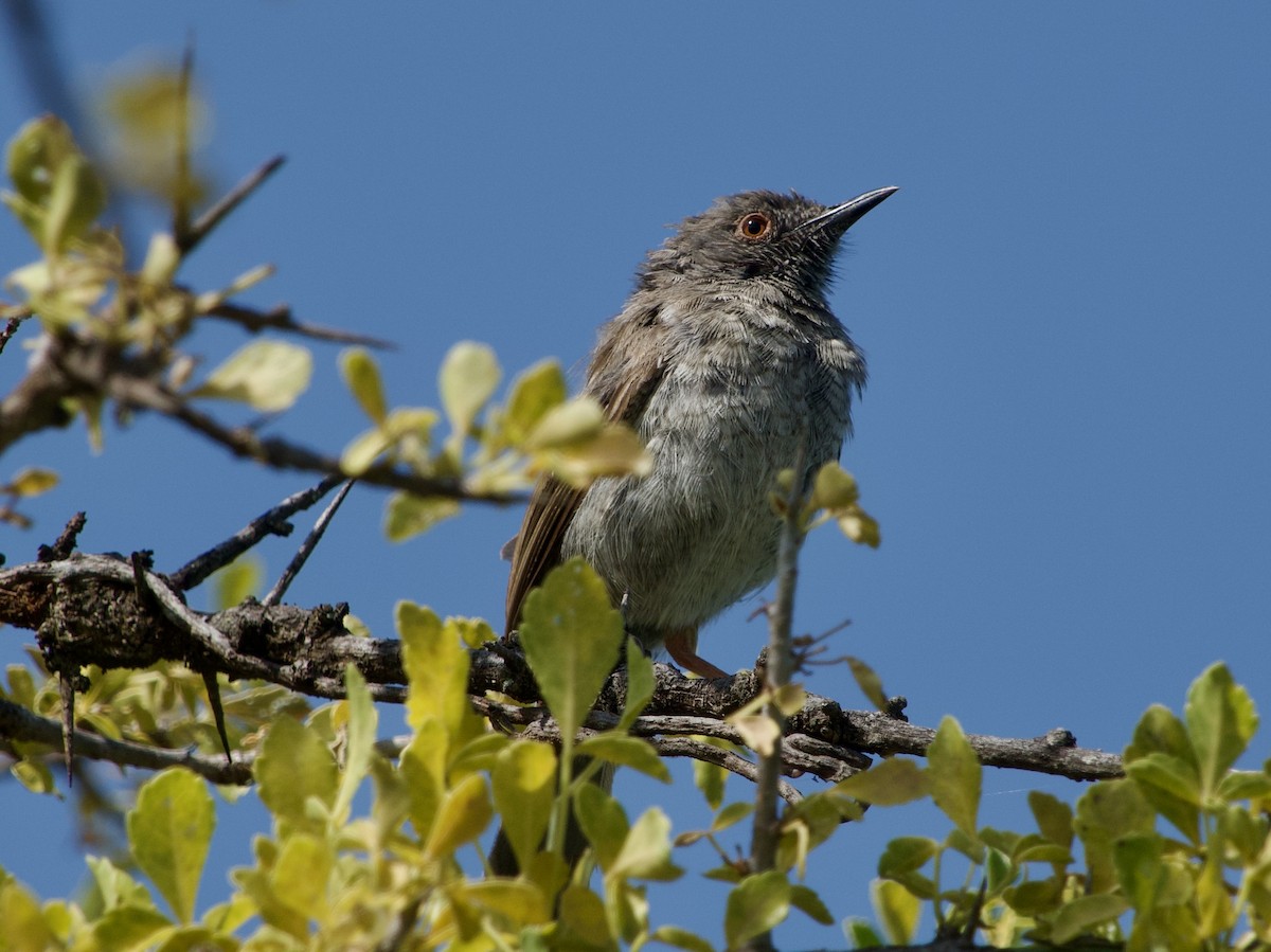 Miombo Wren-Warbler - ML620750629