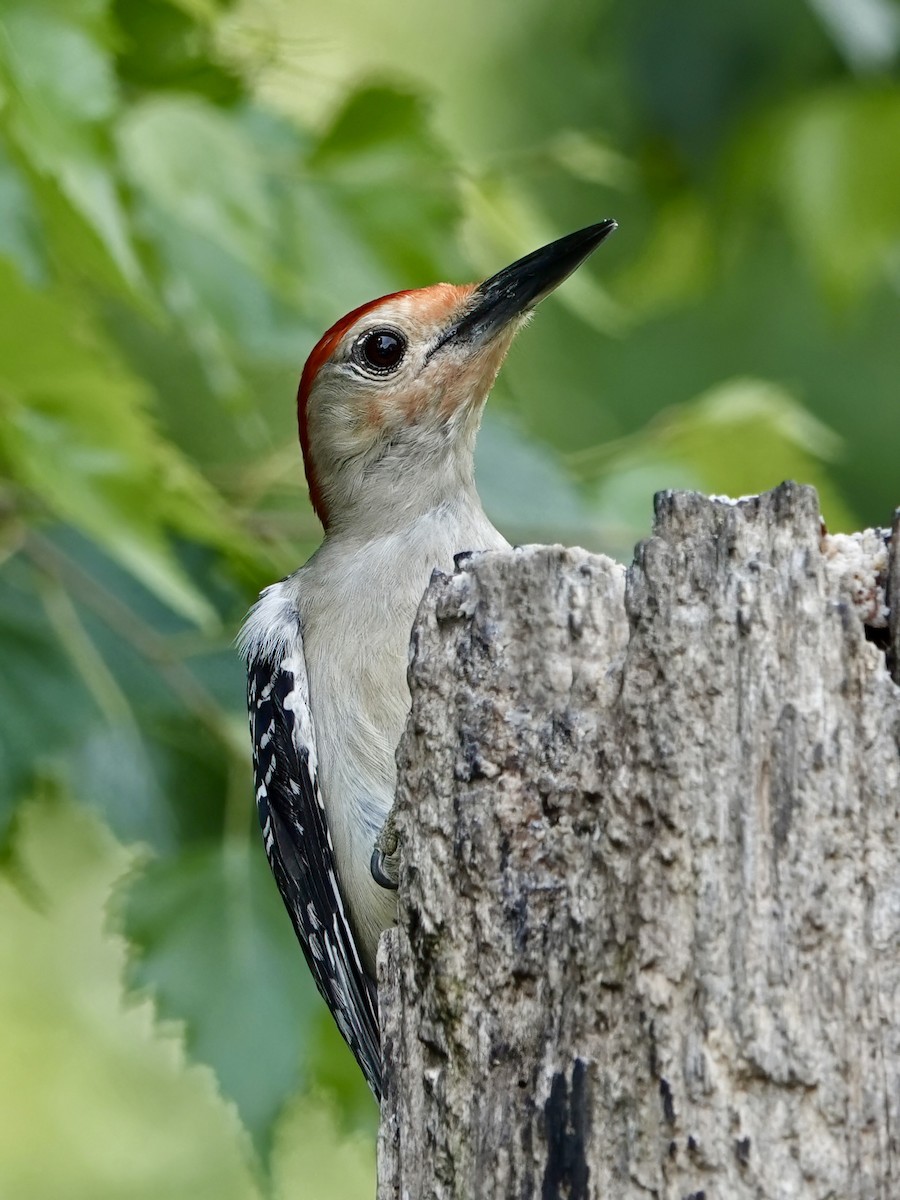 Red-bellied Woodpecker - ML620750632