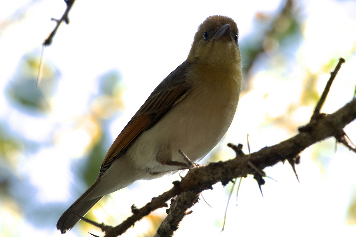 Red-headed Weaver - ML620750642