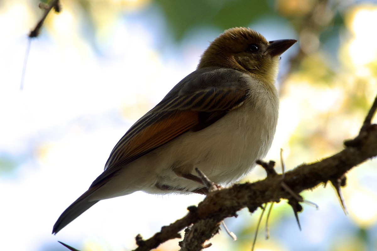 Red-headed Weaver - ML620750643