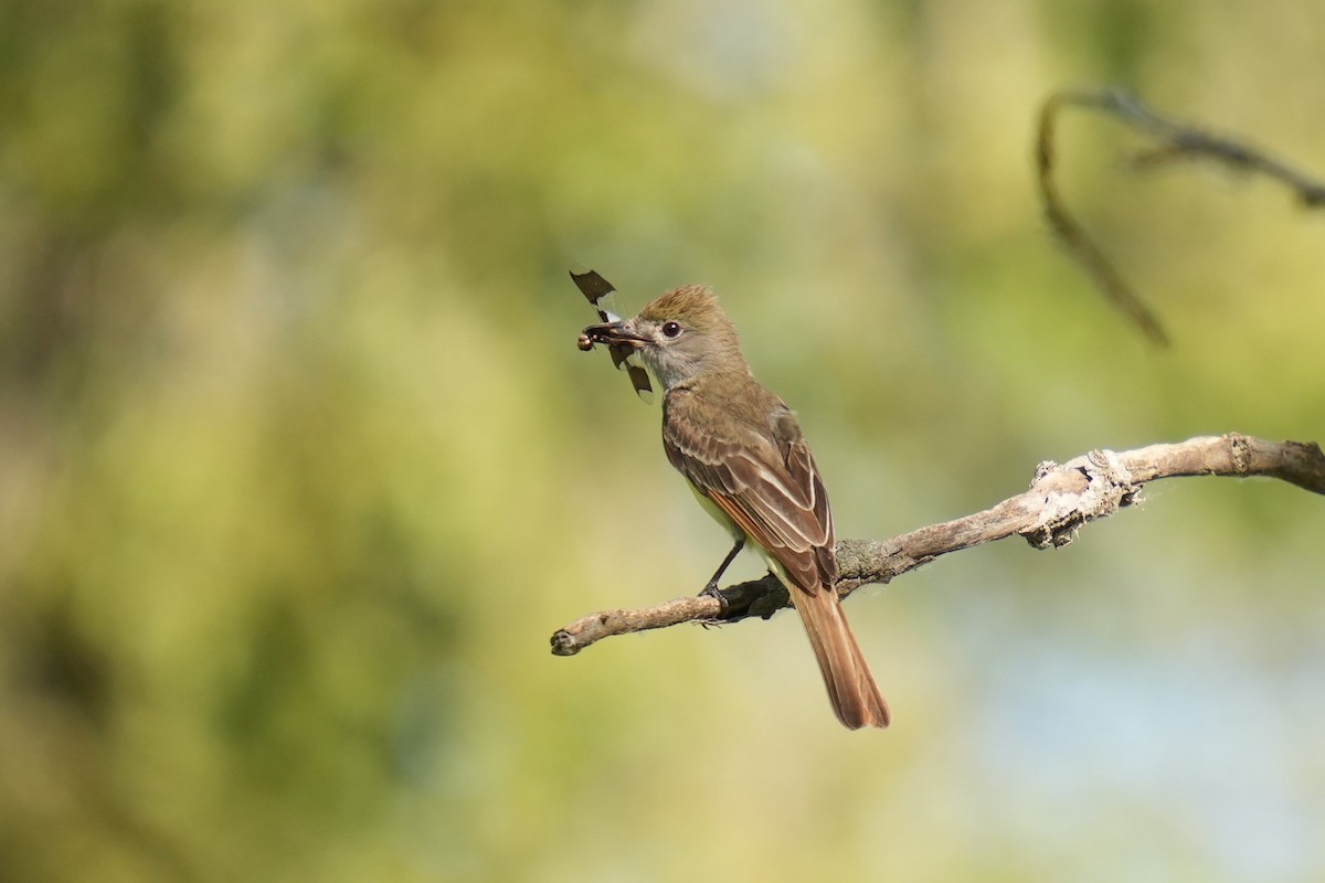 Great Crested Flycatcher - ML620750652