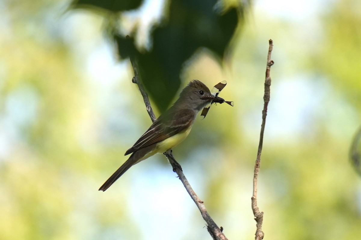 Great Crested Flycatcher - ML620750653