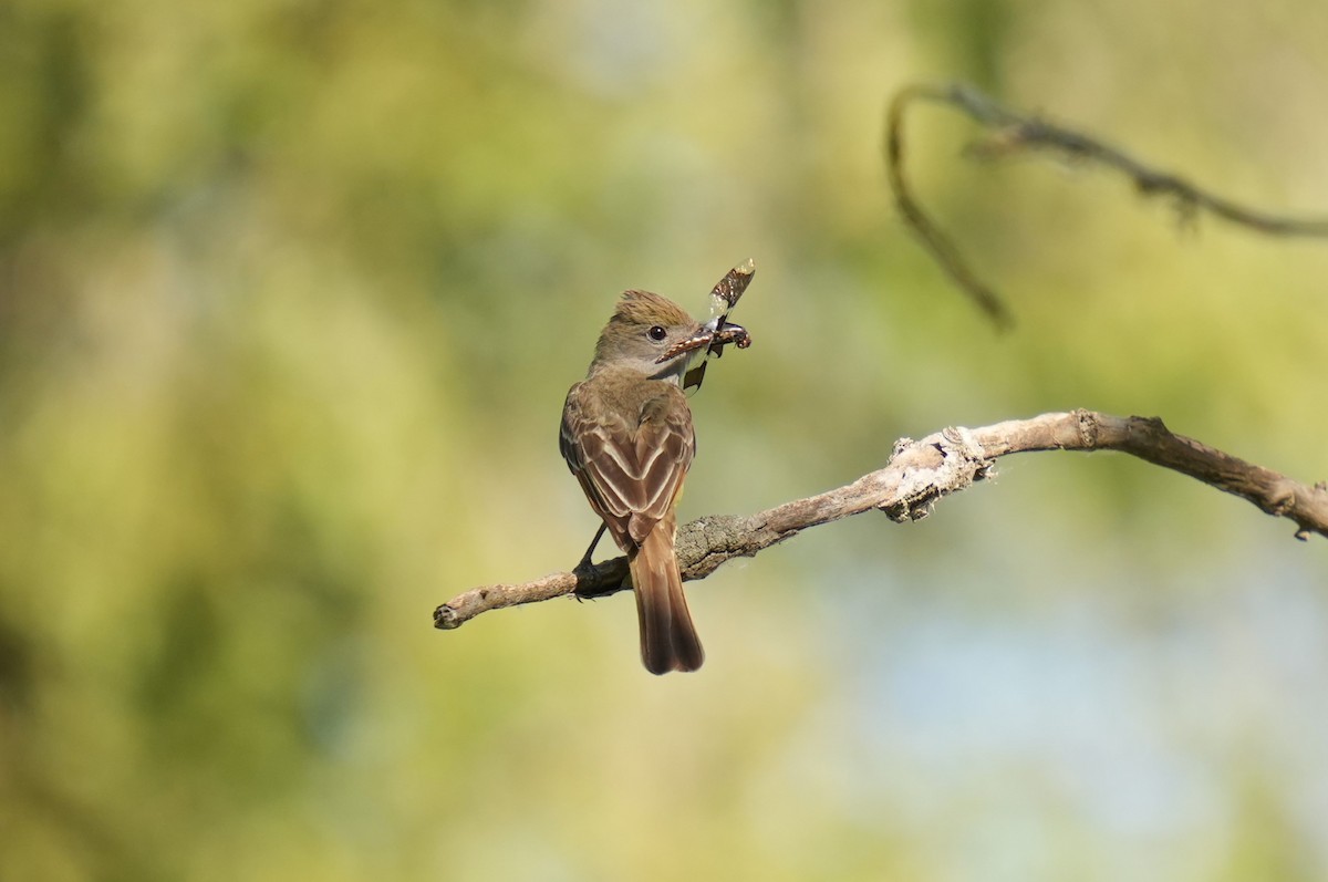 Great Crested Flycatcher - ML620750654