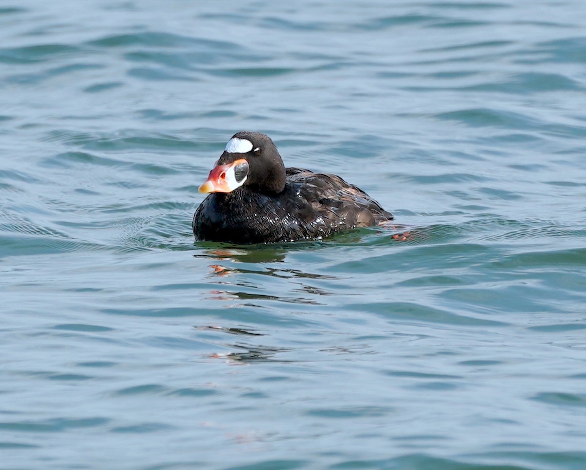 Surf Scoter - ML620750672