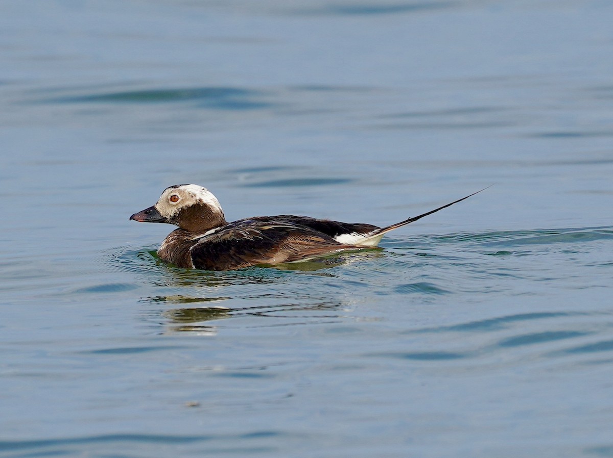 Long-tailed Duck - ML620750676