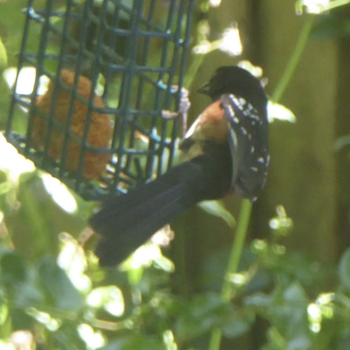 Spotted Towhee - ML620750696