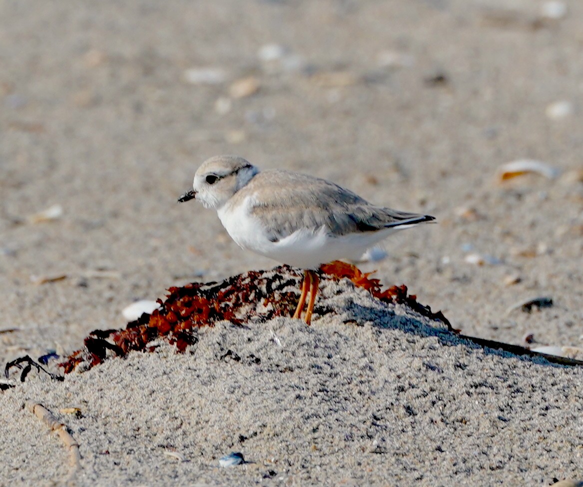 Piping Plover - ML620750697