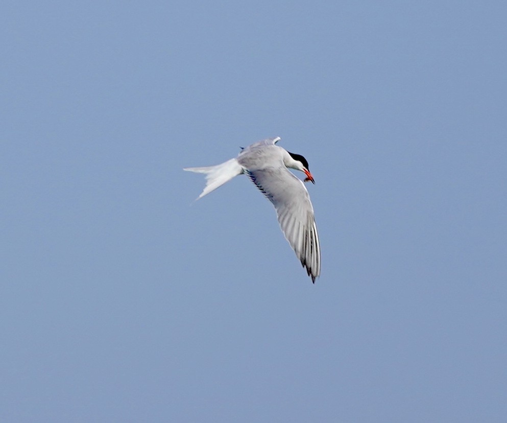 Common Tern - ML620750700