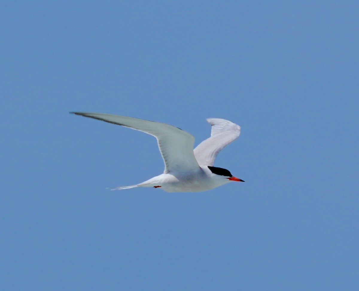 Common Tern - ML620750701