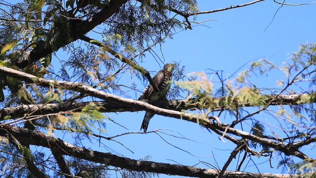 Large Hawk-Cuckoo - ML620750707