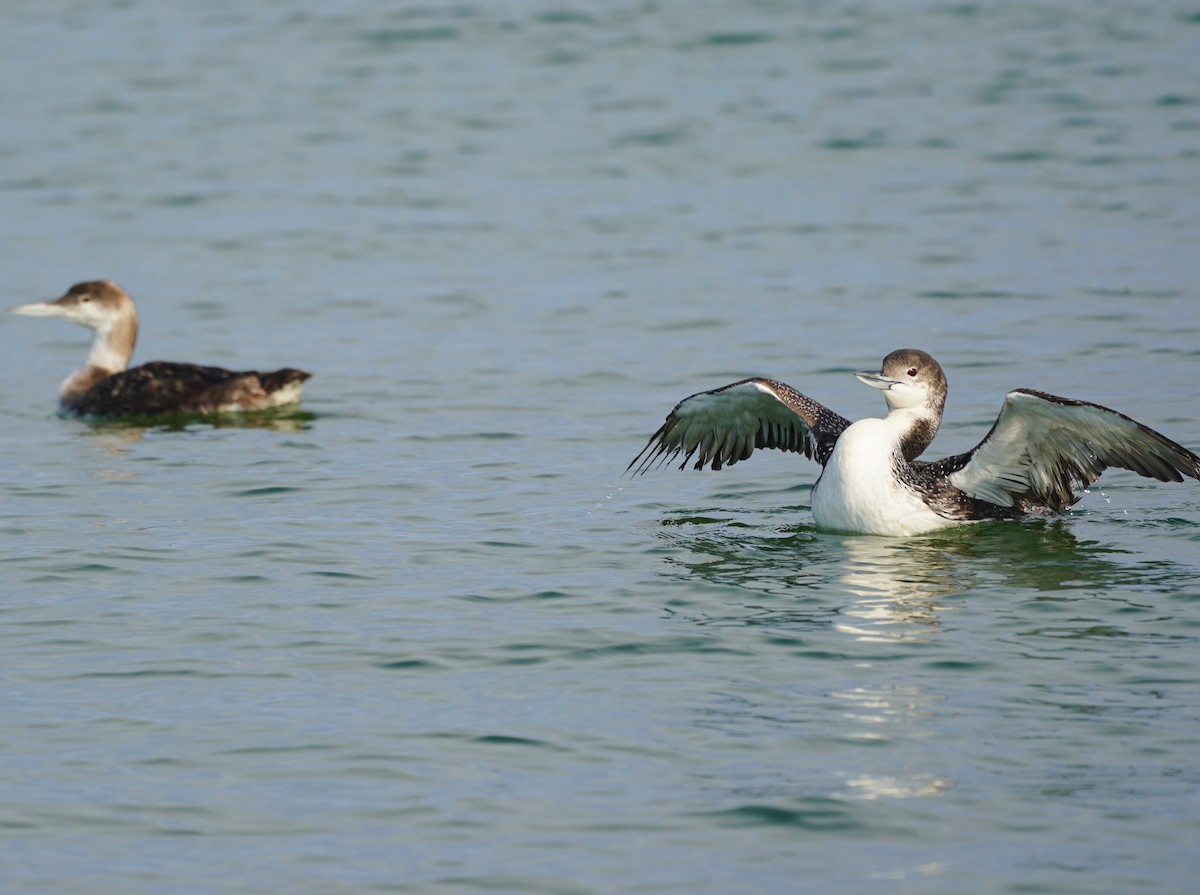 Plongeon huard - ML620750712