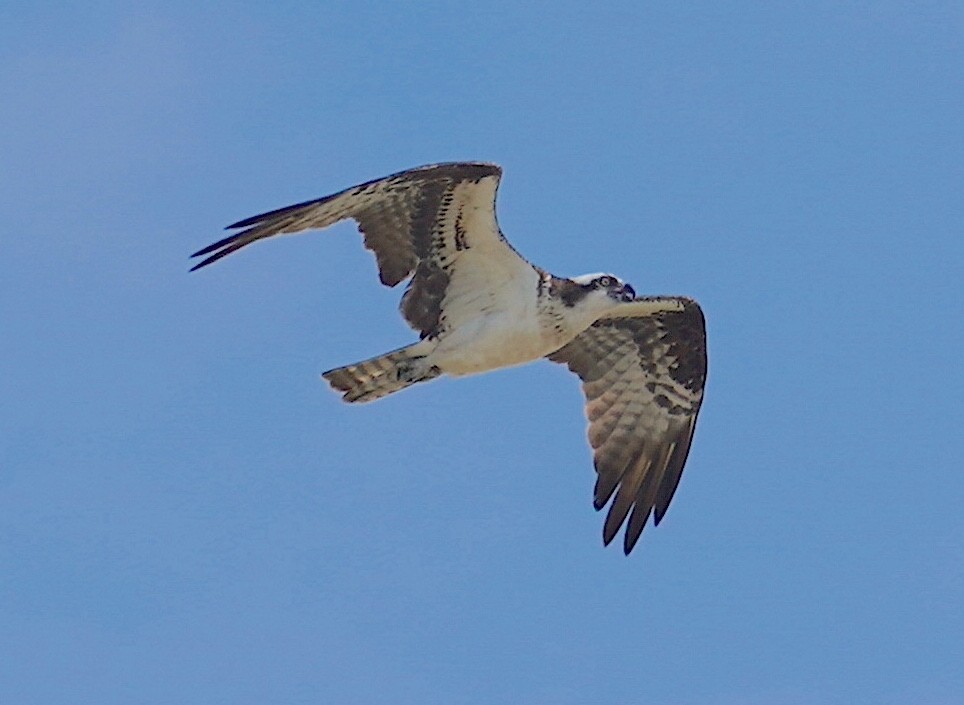 Águila Pescadora - ML620750718