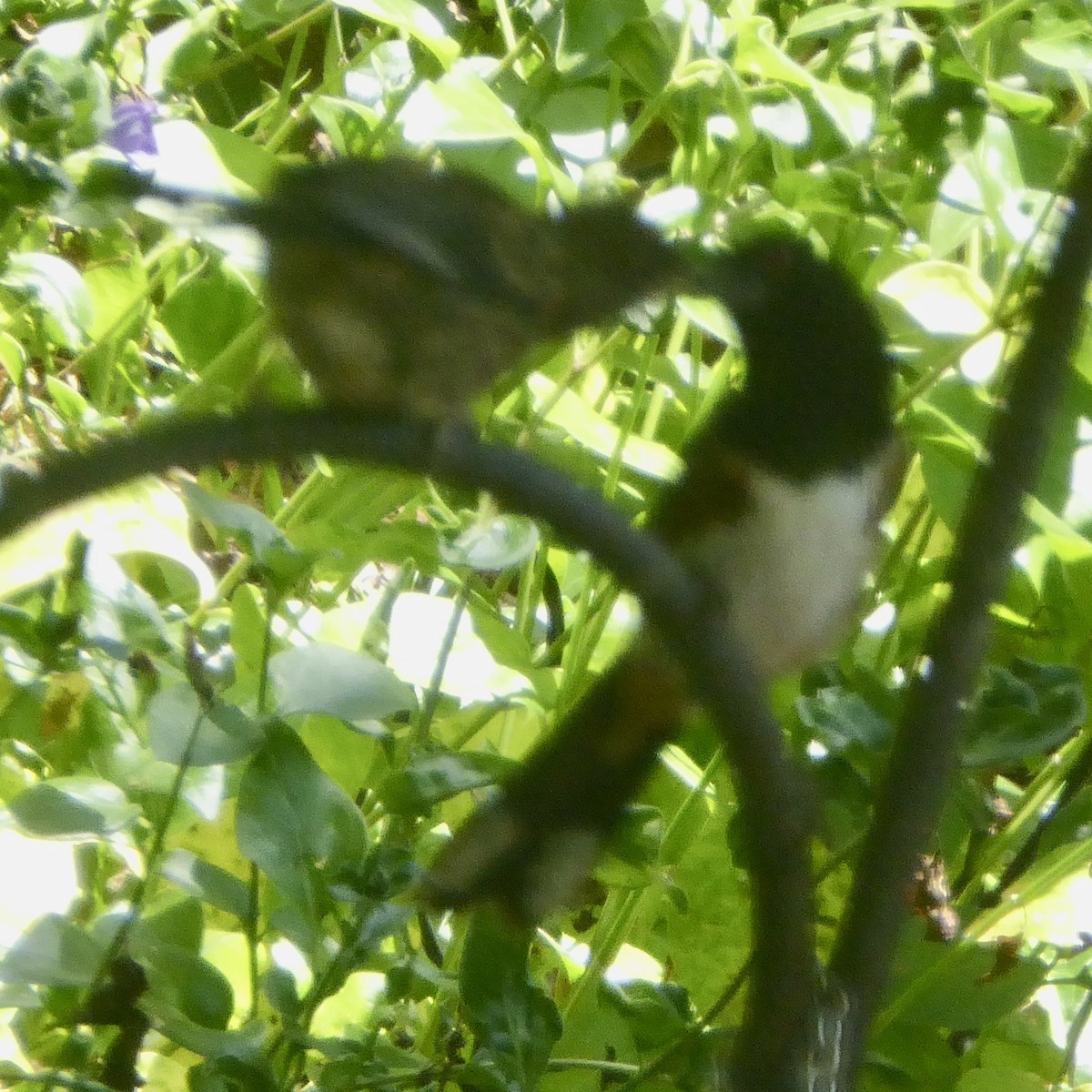 Spotted Towhee - ML620750719