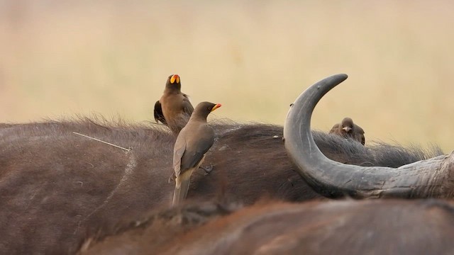 Yellow-billed Oxpecker - ML620750722