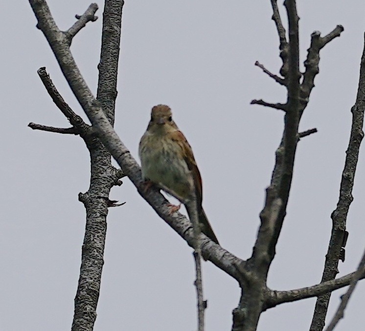 Field Sparrow - ML620750733