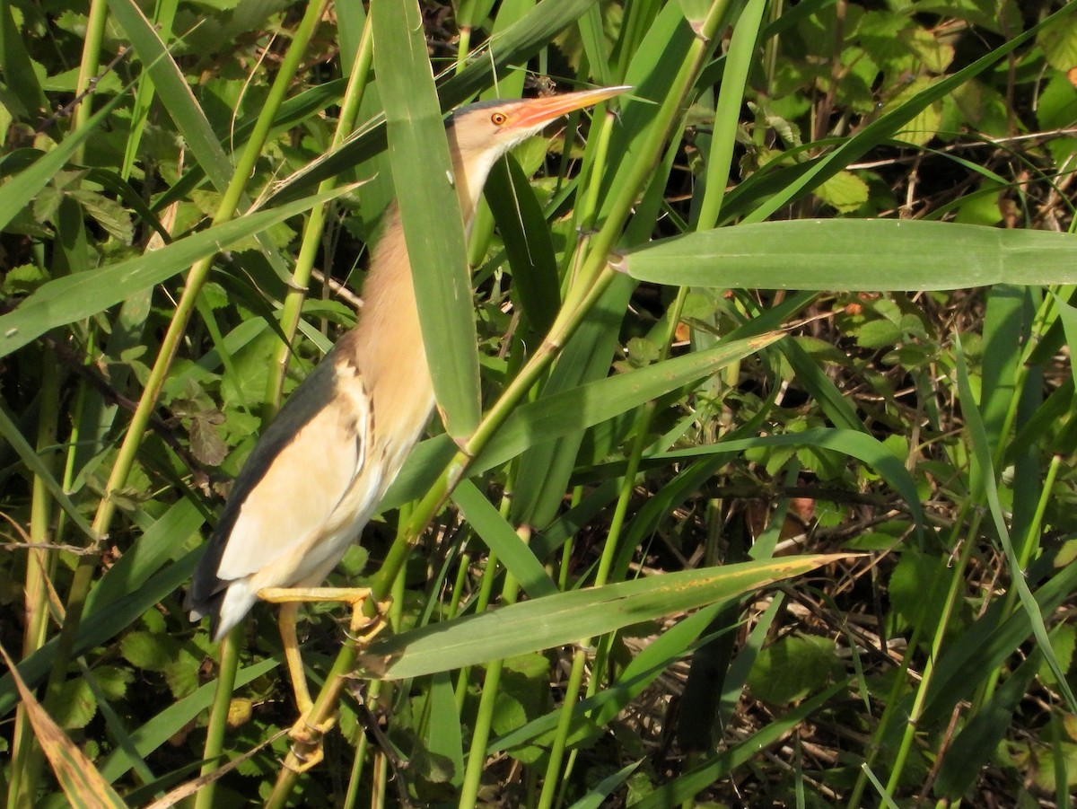 Little Bittern - ML620750746