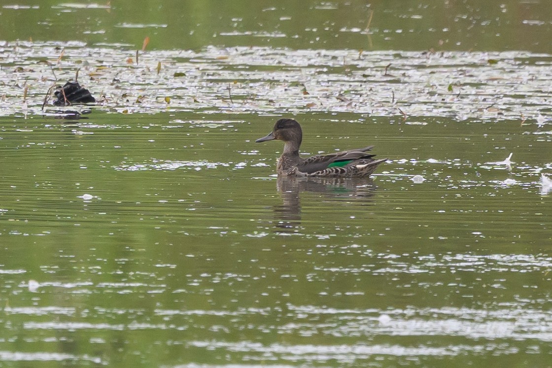 Green-winged Teal - ML620750750