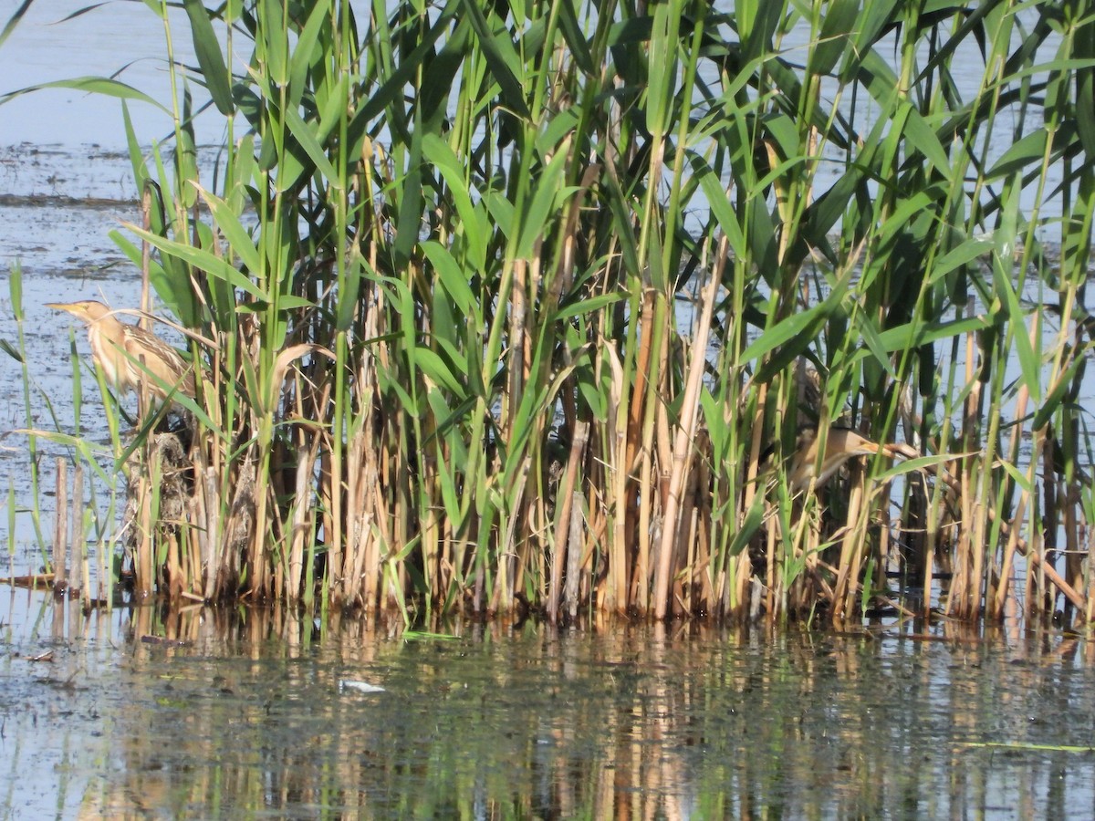 Little Bittern - ML620750752