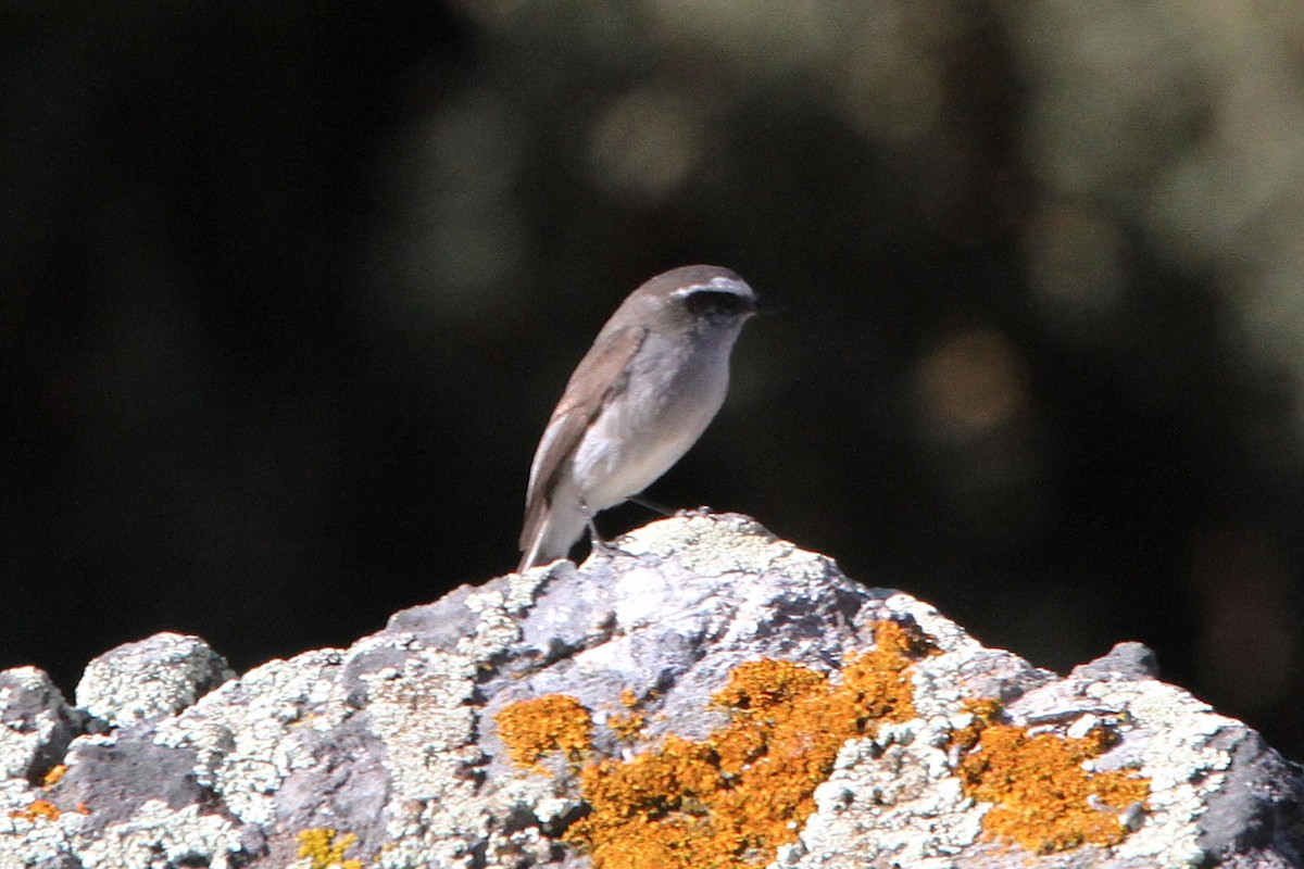 White-browed Chat-Tyrant - ML620750754
