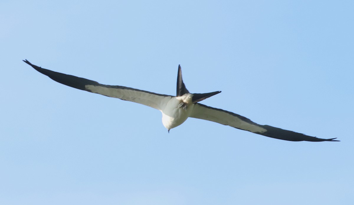 Swallow-tailed Kite - ML620750763