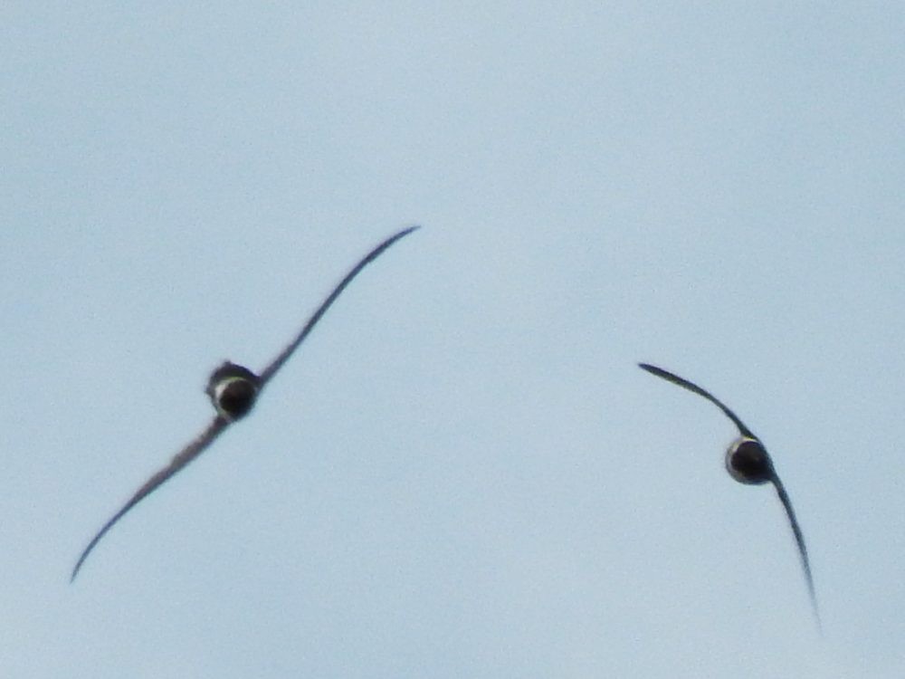 White-collared Swift - Fernando Nunes