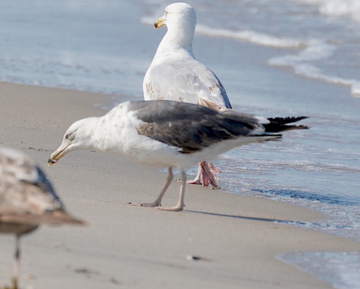 Lesser Black-backed Gull - ML620750782