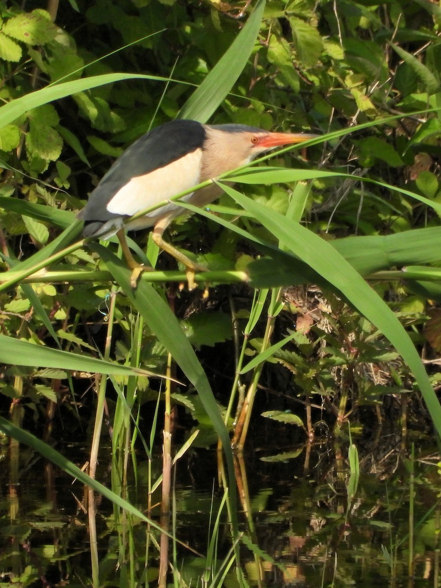 Little Bittern - ML620750784