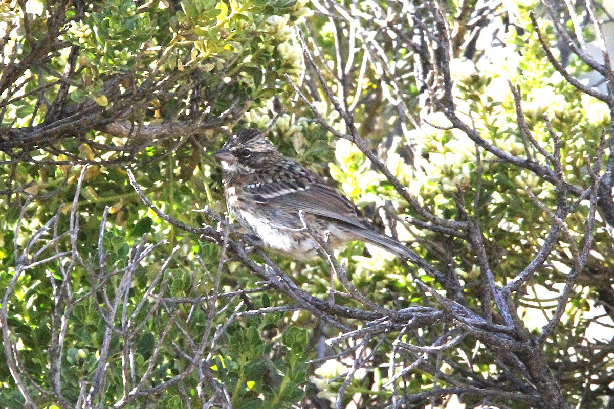 Rufous-collared Sparrow - ML620750785