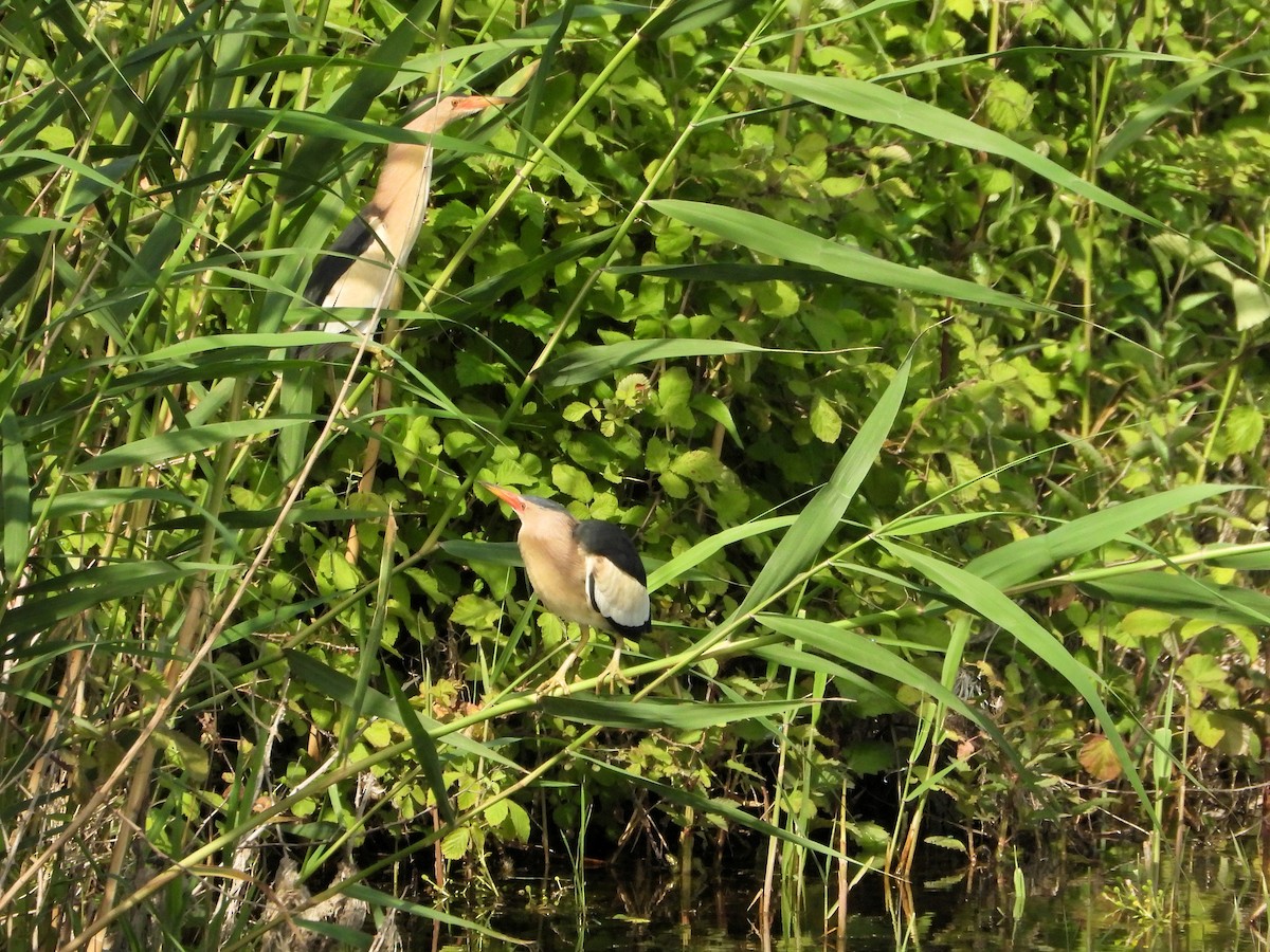 Little Bittern - ML620750791