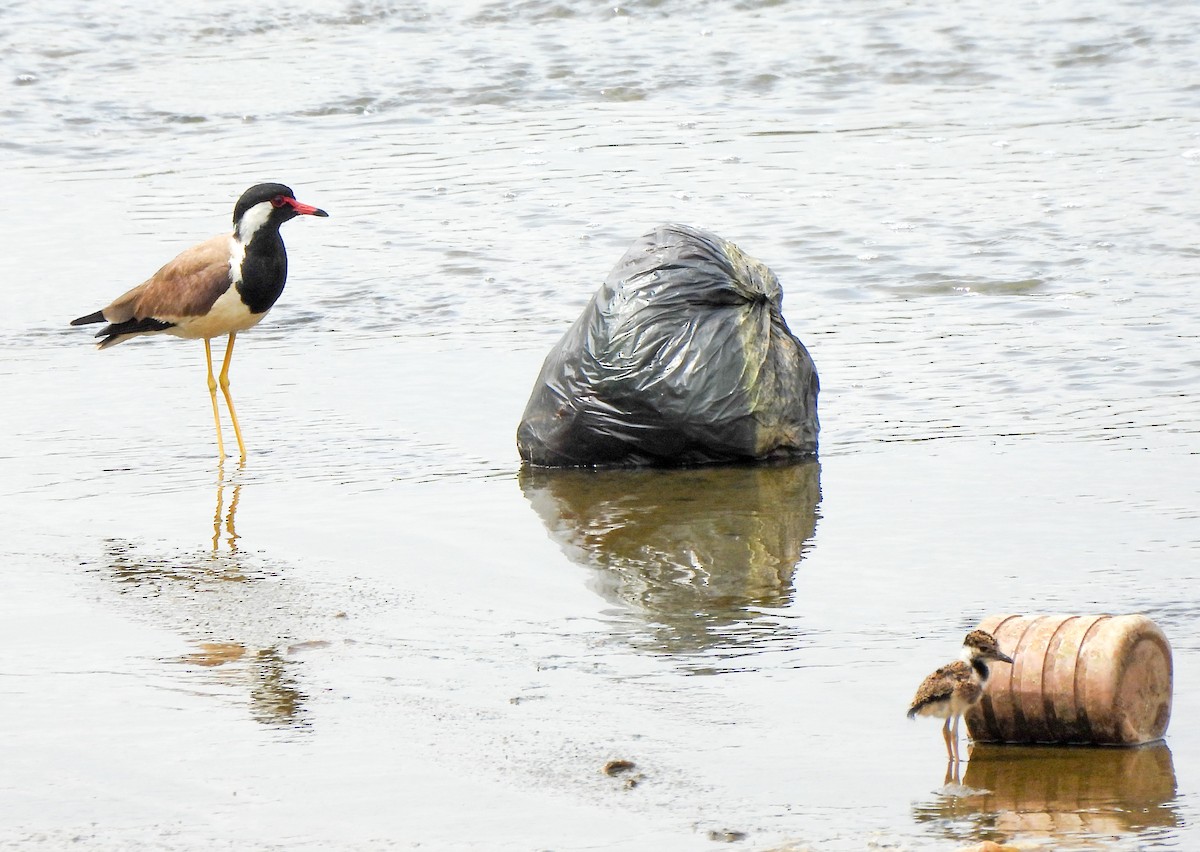 Red-wattled Lapwing - ML620750799