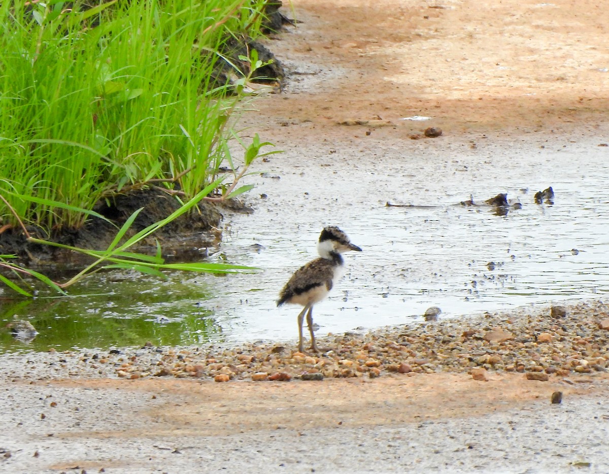 Red-wattled Lapwing - ML620750800