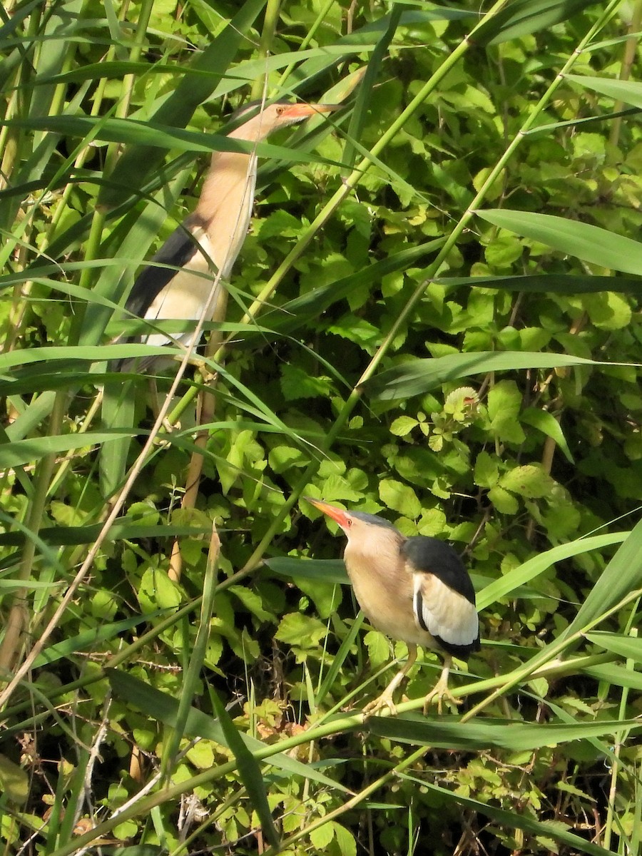 Little Bittern - ML620750806